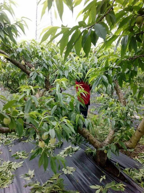 桃樹果園防草布