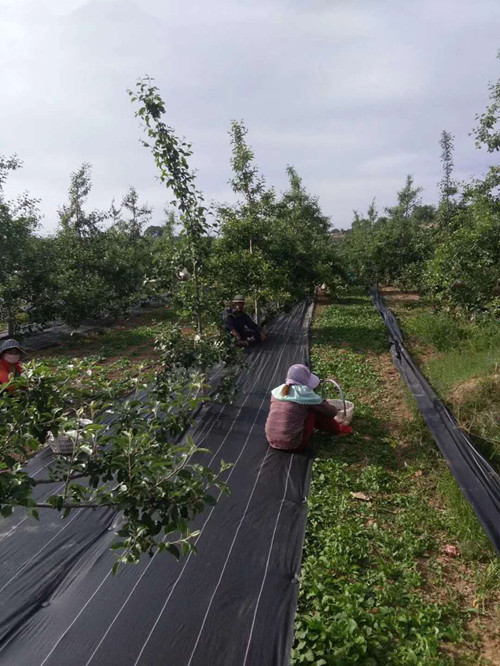 果樹下能用防草布嗎 防草布是用什么材料做的