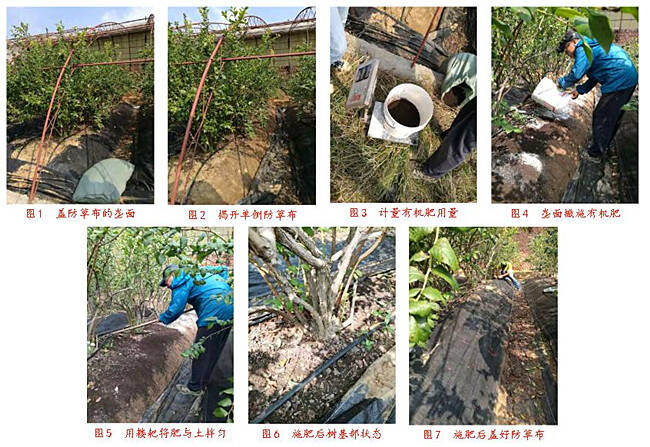 果園蓋了防草布這樣施肥簡單快捷