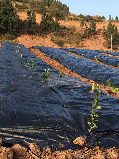 防草布和地膜哪個(gè)更適合小苗茶園？
