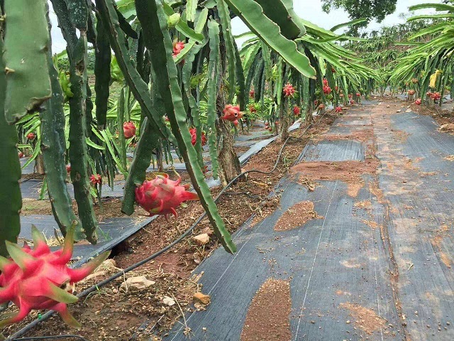 除草布價格_除草布廠家