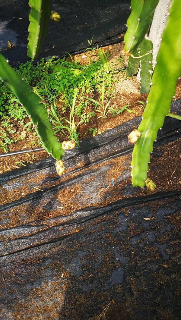 防草布_防草布廠家