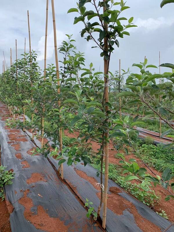 防草布_防草布廠家