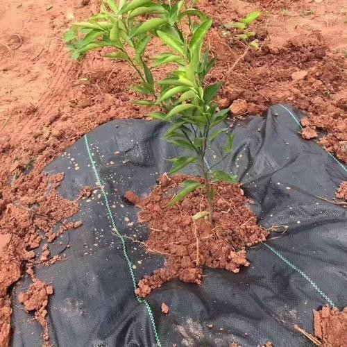 果樹(shù)防草布